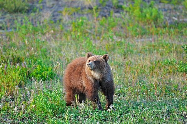 Canada-Yukon Young grizzly bear in field